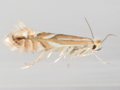Phyllonorycter esperella